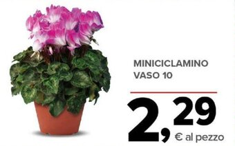 Todis MINICICLAMINO VASO 10 offerta