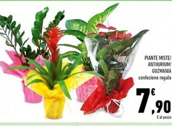 Conad Superstore Piante miste offerta