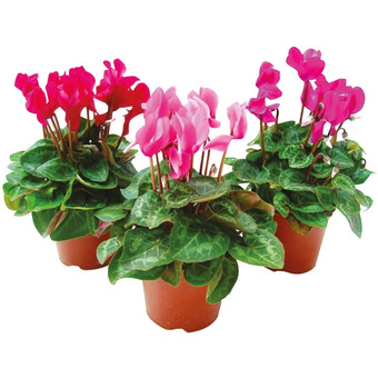 Ipercoop Ciclamino mini super serie offerta