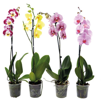 Ipercoop Orchidea 1 ramo offerta