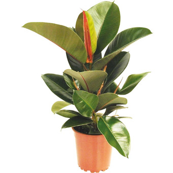 Ficus robusta