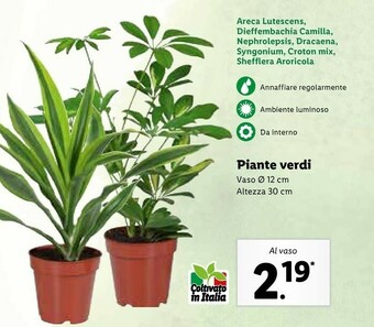 Lidl Piante Verdi offerta