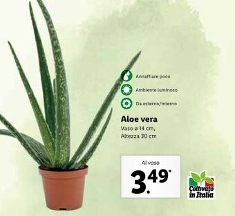 Aloe Vera