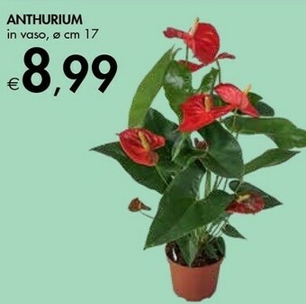 Bennet Anthurium In Vaso offerta