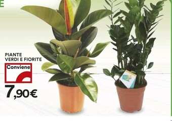 Coop Piante offerta