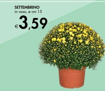 Bennet Settembrino In Vaso offerta