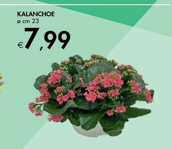 Bennet Kalanchoe offerta
