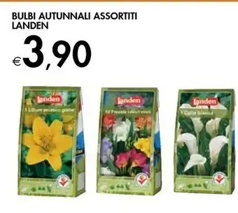 Bennet Landen Bulbi Autunnali offerta