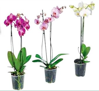 Carrefour Phalenopsis Caleidos 2 rami offerta
