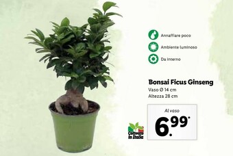 Lidl Bonsai Ficus Ginseng offerta