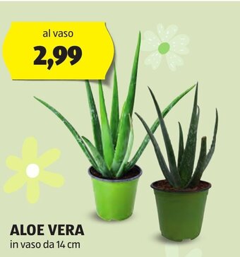 ALDI ALOE VERA in vaso da 14 cm offerta