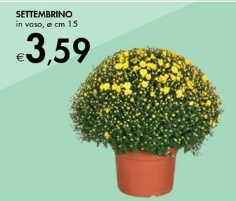 Bennet Settembrino In Vaso offerta