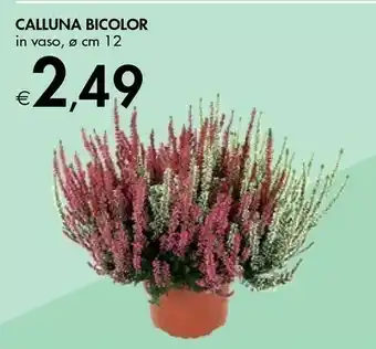 Bennet Calluna Bicolor In Vaso offerta