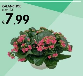 Bennet Kalanchoe offerta