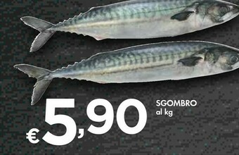 Bennet Sgombro offerta