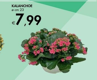 Bennet Kalanchoe offerta