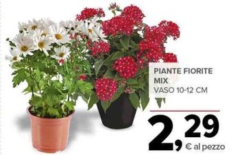 Todis PIANTE FIORITE MIX VASO 10-12 CM offerta