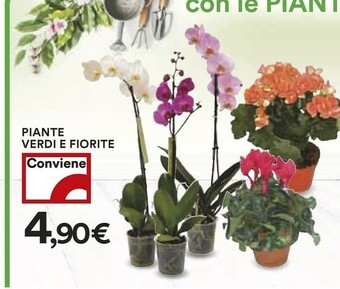 Coop Coop Piante Verdi E Fiorite offerta
