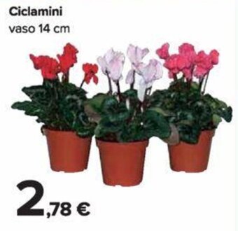 Carrefour Ciclamini vaso 14 cm offerta