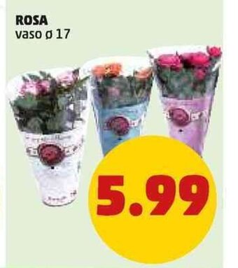 PENNY ROSA offerta