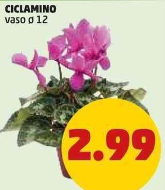 PENNY CICLAMINO offerta