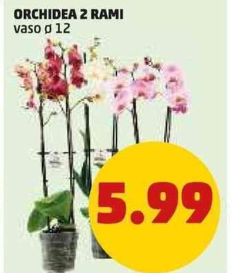 PENNY ORCHIDEA 2 RAMI offerta