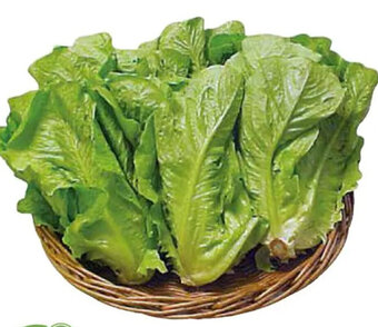 LATTUGA ROMANA
