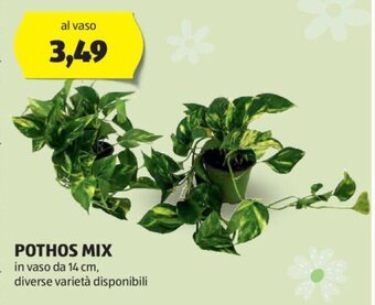 POTHOS MIX