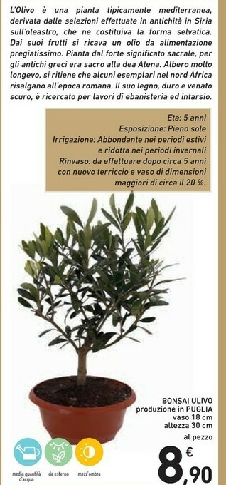 Conad Bonsai Ulivo offerta
