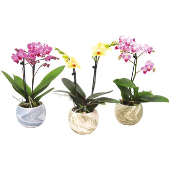 Ipercoop Composizione orchidea multiflora offerta