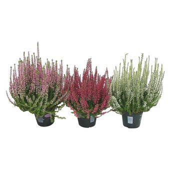 Calluna extra
