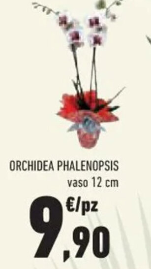Conad Superstore ORCHIDEA PHALENOPSIS vaso 12 cm offerta