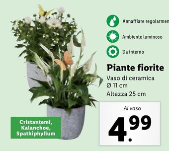 Lidl Piante fiorite offerta