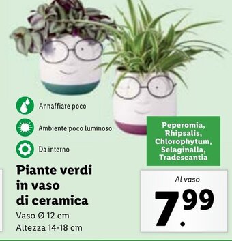 Lidl Piante verdi in vaso di ceramica Altezza 14-18 cm offerta