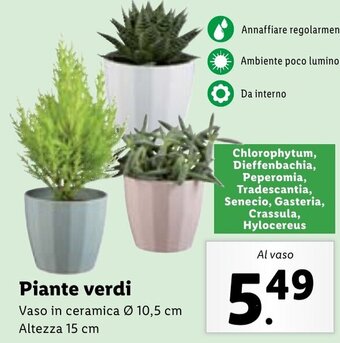 Lidl Piante verdi Altezza 15 cm offerta