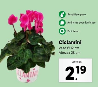 Ciclamini Altezza 28 cm