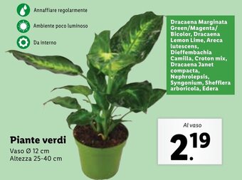 Lidl Piante verdi Altezza 25-40 cm offerta