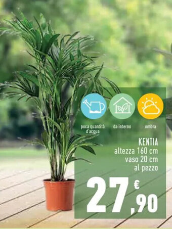 Conad Superstore KENTIA altezza 160 cm vaso 20 cm offerta