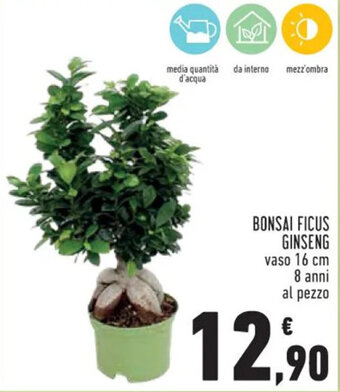 Conad Superstore BONSAI FICUS GINSENG vaso 16 cm 8 anni offerta
