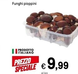 Funghi pioppini