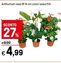 Iper La Grande Anthurium vaso offerta