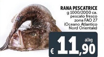 Rana pescatrice