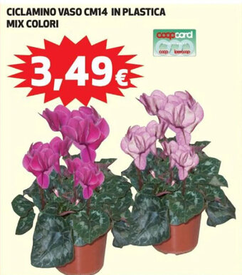 CICLAMINO VASO CM14 IN PLASTICA MIX COLORI