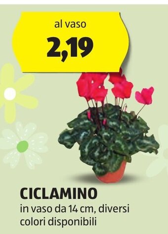 ALDI CICLAMINO offerta
