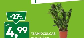 DPiù Zamioculcas offerta