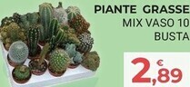 Eté Piante grasse offerta