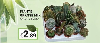 Eté Piante grasse mix offerta