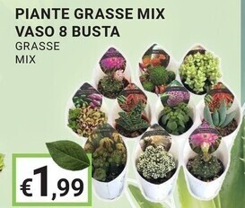 Eté Piante grasse mix offerta