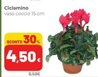 Ciclamino