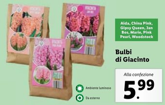 Lidl Bulbi di Giacinto offerta